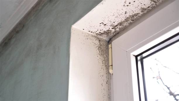 Best Home Mold Removal  in Mchenry, IL
