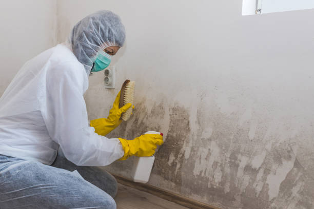 Best Mold Removal Company Near Me  in Mchenry, IL