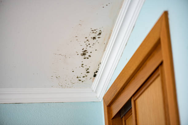 Best Emergency Mold Removal  in Mchenry, IL