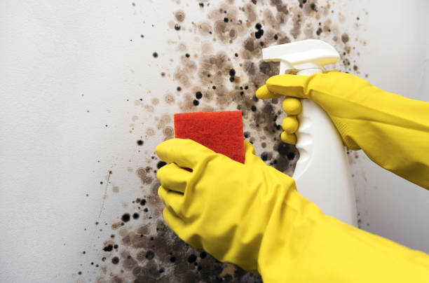 Mchenry, IL Mold Removal Company