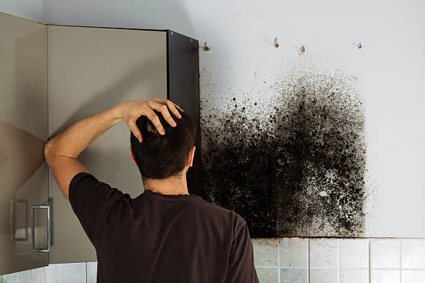 Best Professional Mold Removal  in Mchenry, IL
