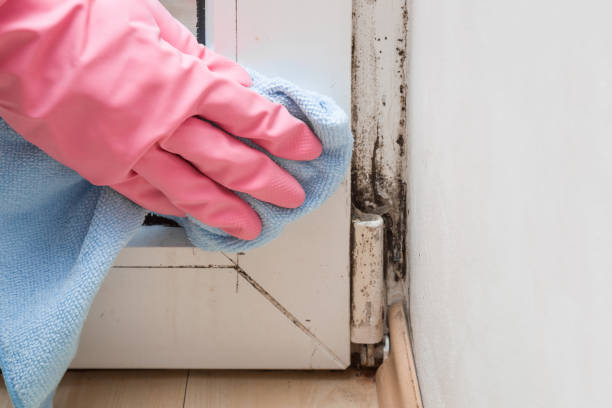 Best Attic Mold Removal  in Mchenry, IL