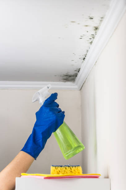 Best Certified Mold Removal  in Mchenry, IL